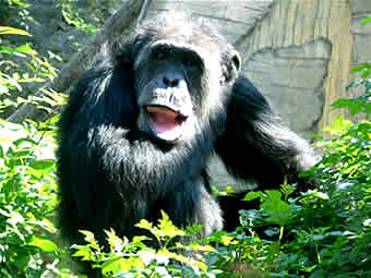 animal sounds chimpance